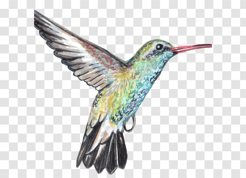 Hummingbird M Canvas Artist Beak - Colibri Transparent PNG