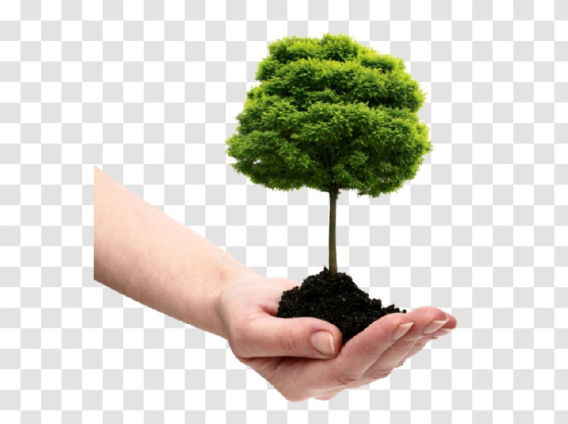 Dujets Tree Experts Inc. Planting Arborist Shrub - Root - Natural Environment Transparent PNG