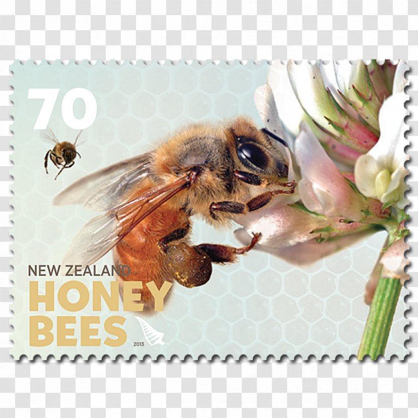 Honey Bee New Zealand Postage Stamps - Life Cycle Transparent PNG