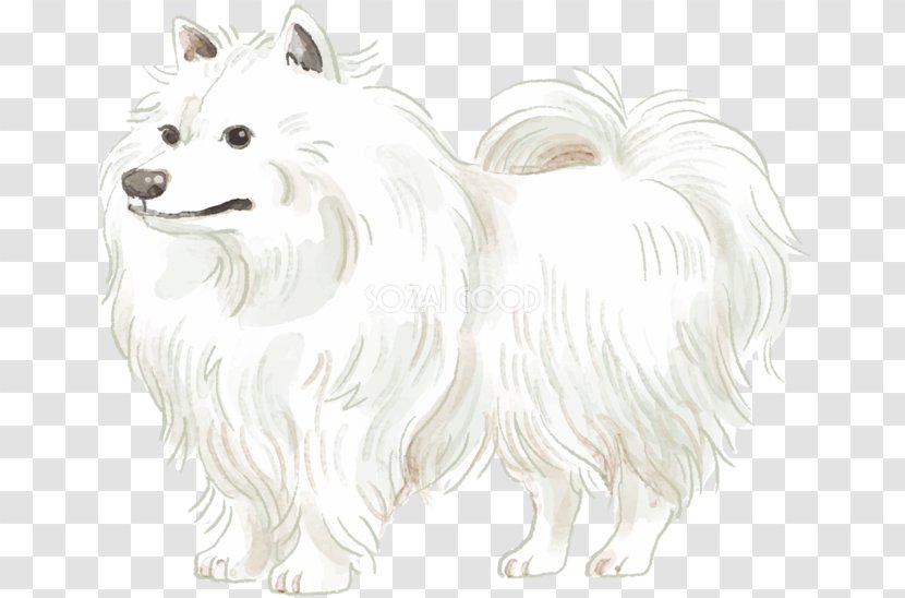 Pomeranian German Spitz Klein Japanese American Eskimo Dog Mittel - Drawing Transparent PNG