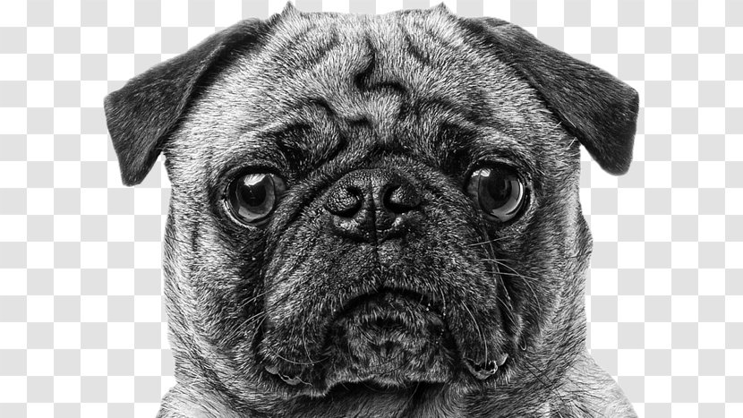 Pug Puppy Dog Breed Companion Canvas Print - Black And White Transparent PNG