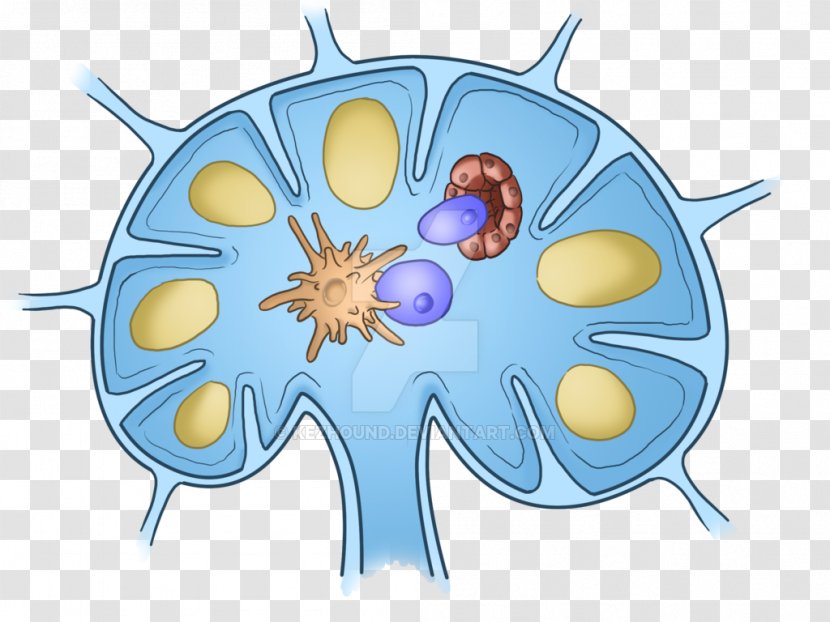 Lymph Node Drawing Endothelium Blood Vessel - Frame - Cartoon Illustration Transparent PNG