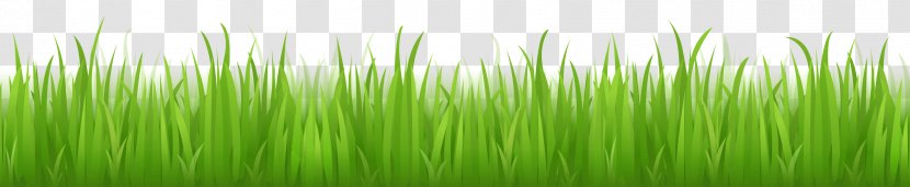 Lawn Grass Adobe Illustrator - Image Green Picture Transparent PNG