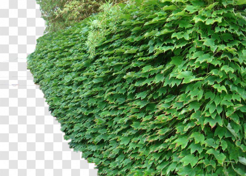 Parthenocissus Tricuspidata Dicotyledon Common Ivy Vine Plant - Green Wall Tiger Transparent PNG