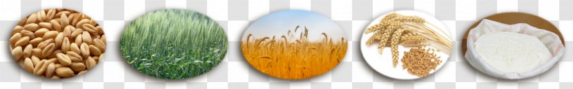 Body Jewellery Commodity - Jewelry - Wheat Flour Transparent PNG