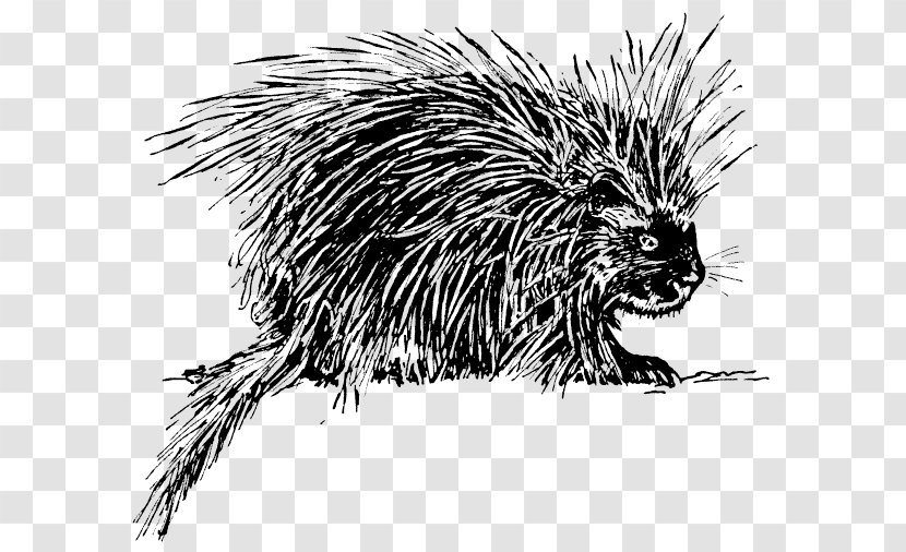 Hedgehog Porcupine Rodent Clip Art - Crested Transparent PNG