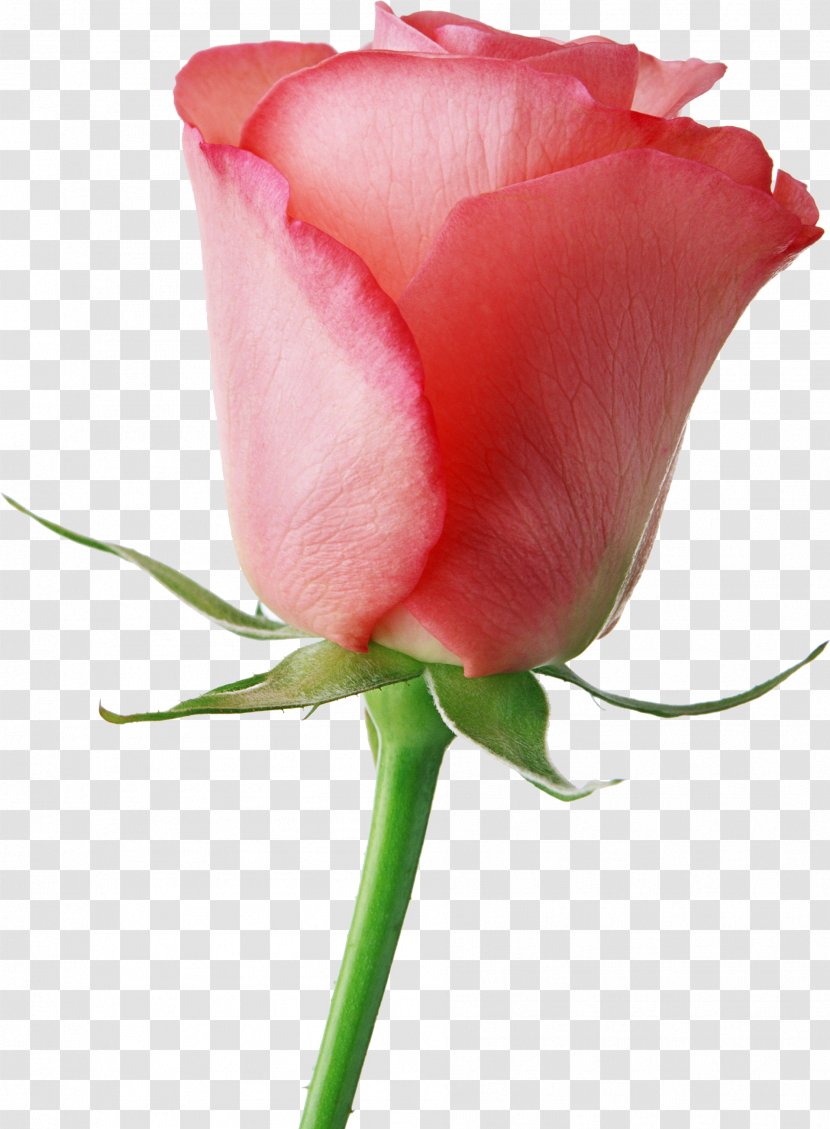 Flower Livre Brasil Valentine's Day Rose Gift - Red - Pink Roses Transparent PNG