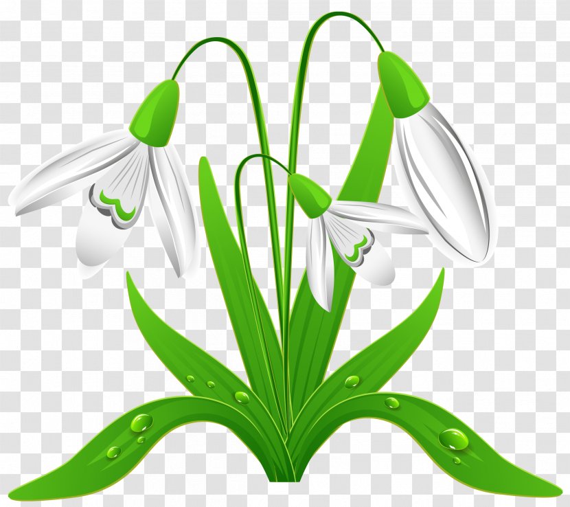 Snowdrop Download Clip Art - Green - Spring Snowdrops Clipart Picture Transparent PNG