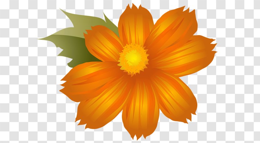 Flower Orange Blossom Clip Art - Yellow - Calendula Transparent PNG