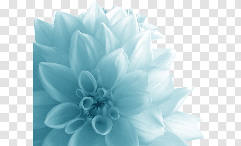 Flower Quotation Petal .de - Bouquet - Big Blue Floral Transparent PNG
