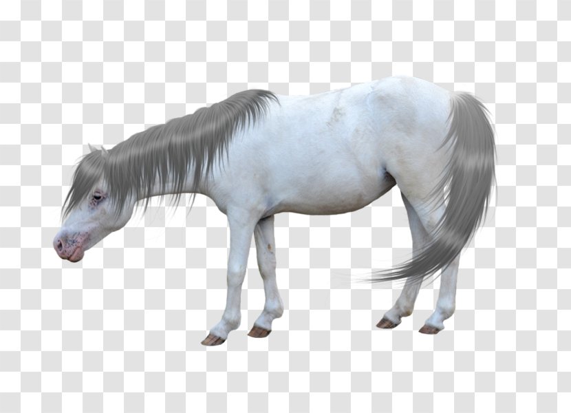 American Miniature Horse Andalusian Mustang Pony Foal - Hackney Transparent PNG