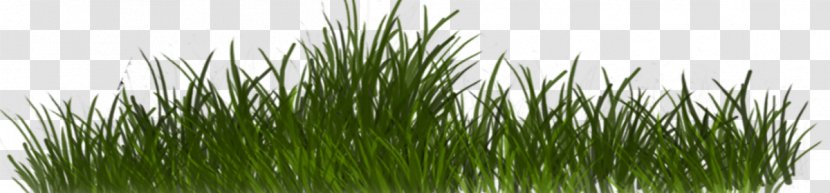 Chrysopogon Zizanioides Plant Grass Family - Vetiver - Tiff Transparent PNG