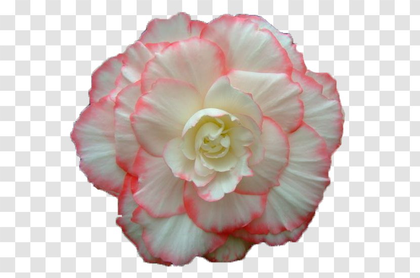GIF Flower Bouquet Animation Cabbage Rose Transparent PNG