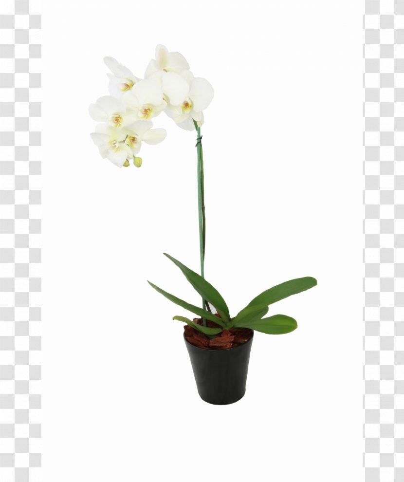 Indonesia Flowerpot Cattleya Orchids Pricing Strategies - Product Marketing - Maceta Flores Transparent PNG