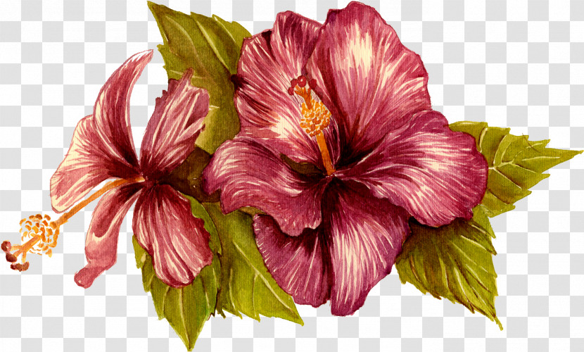 Hibiscus Flower Hawaiian Hibiscus Plant Petal Transparent PNG