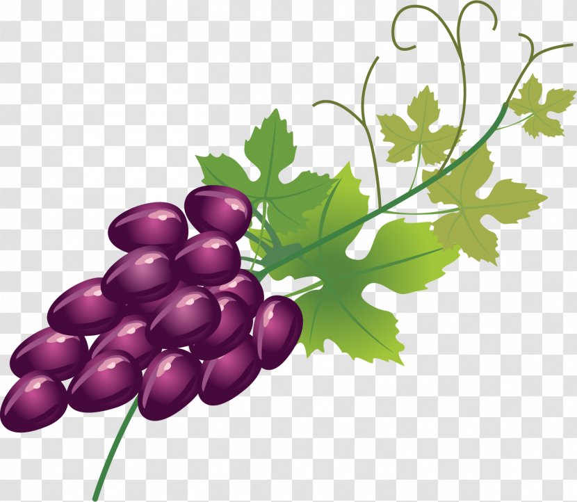 Wine Fruitcake Grape Berry - Leaves - Purple Fruit Transparent PNG