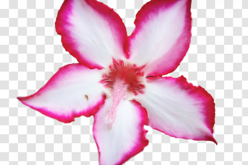 Rose Transparent PNG