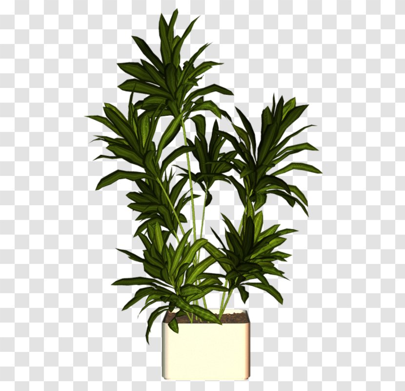 Arecaceae Houseplant Flowerpot - Plant Transparent PNG