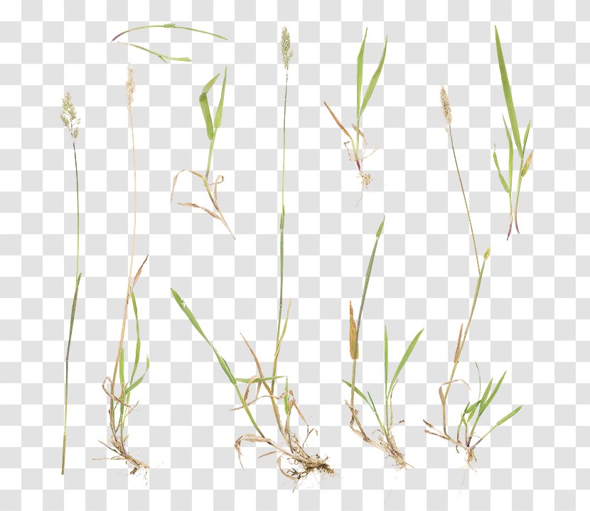 Sweet Grass Plant Stem Commodity Twig - Wild Red Transparent PNG