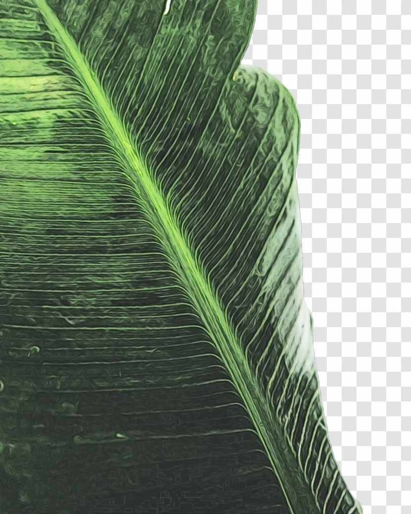 Banana Leaf Transparent PNG