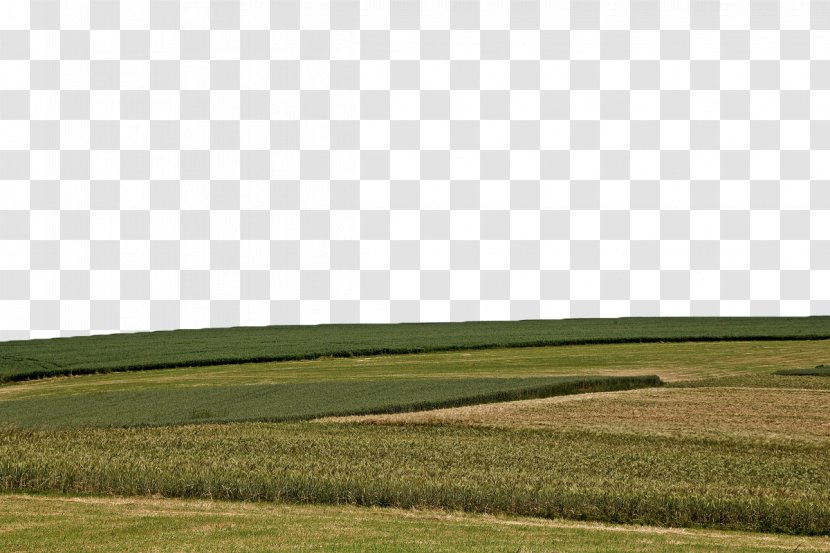 Farm Grassland Energy Crop Sky - Yellow Wheat Field Transparent PNG