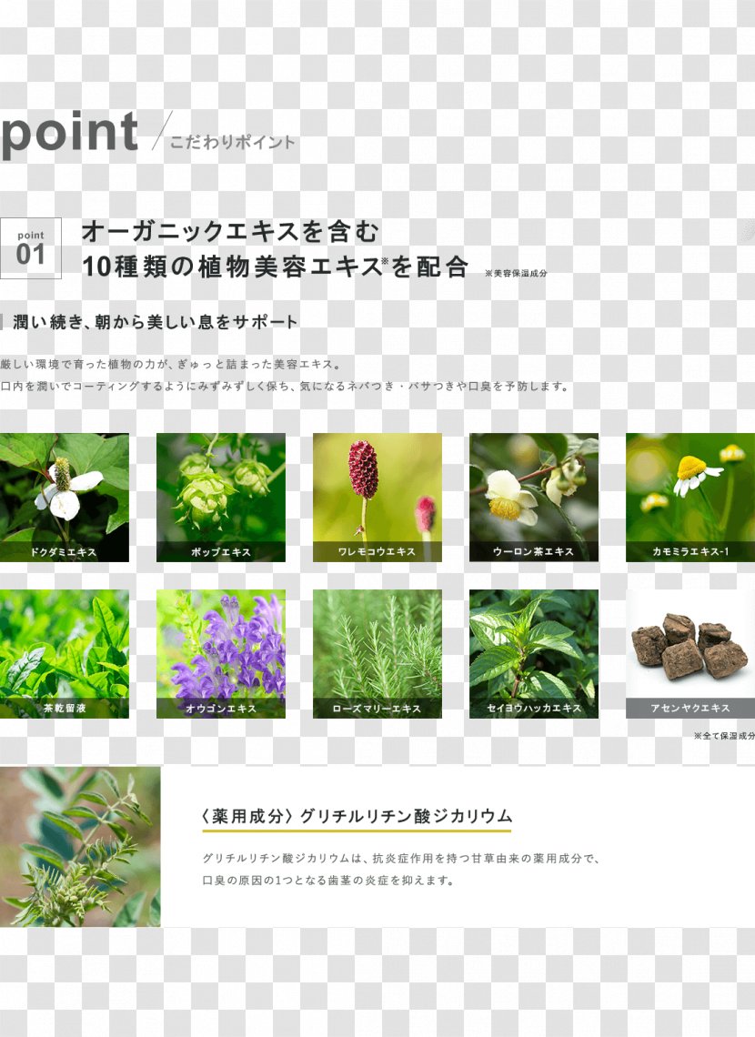 Herbalism Advertising Brochure Brand - Flora - MouthWash Transparent PNG