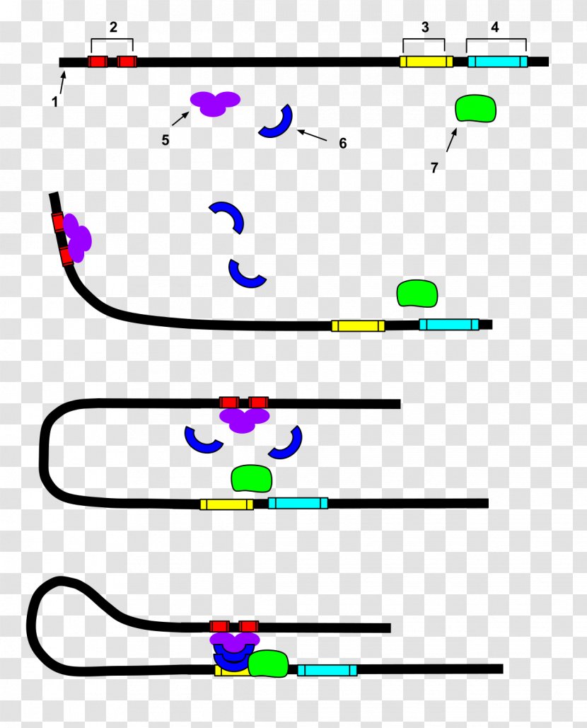 Enhancer Transcription Factor Nucleic Acid Sequence DNA - Chain Gene Transparent PNG