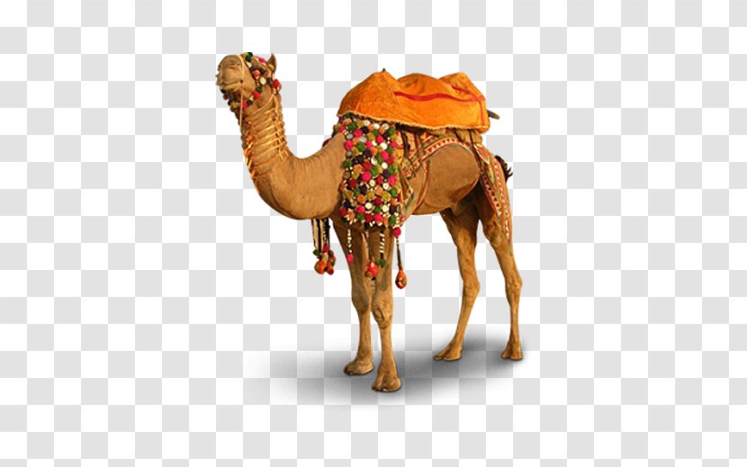 Pushkar Camel Llama Vicuxf1a - Livestock - Ride Free To Pull Transparent PNG