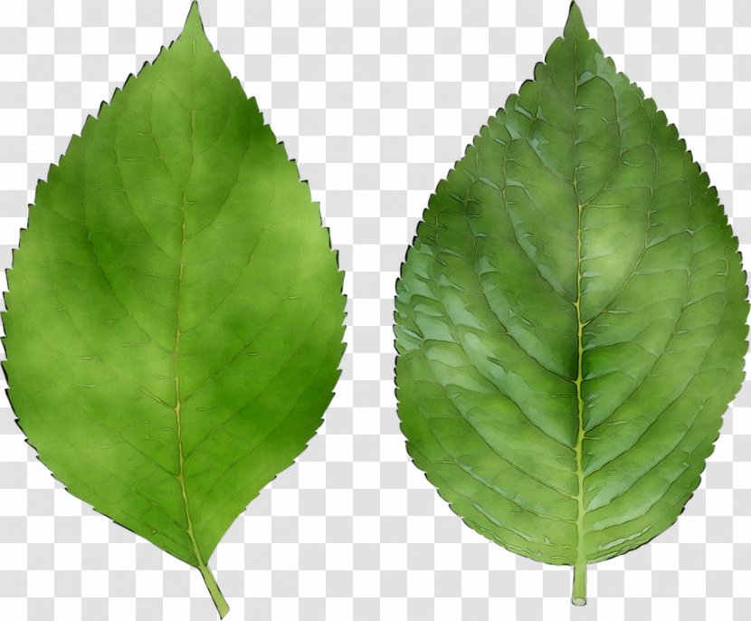 Leaf Plant Stem History Painting Green Transparent PNG