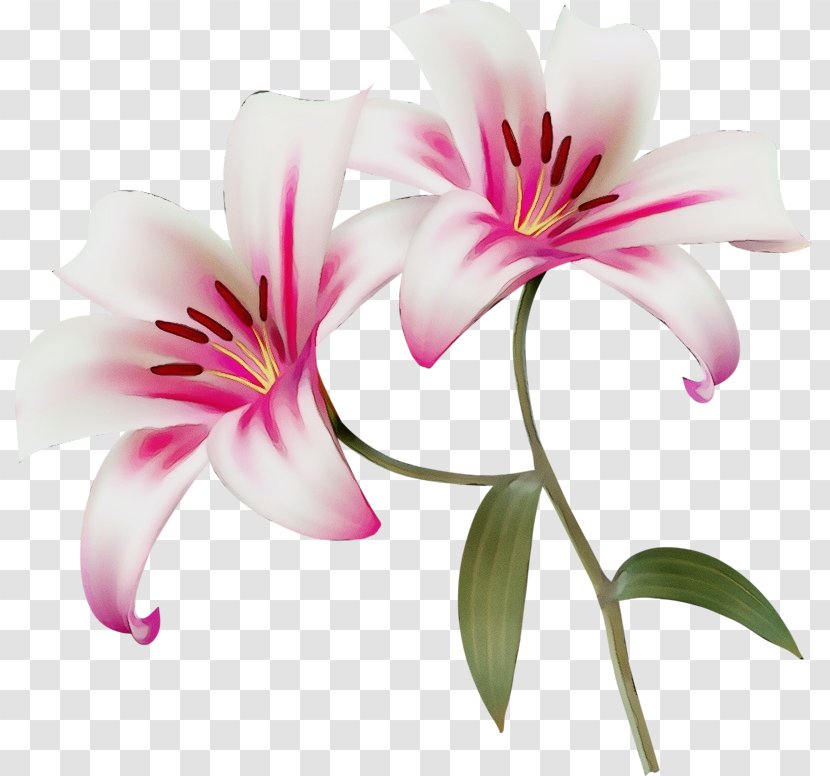 Flower Flowering Plant Petal Pink Lily - Watercolor - Pedicel Family Transparent PNG