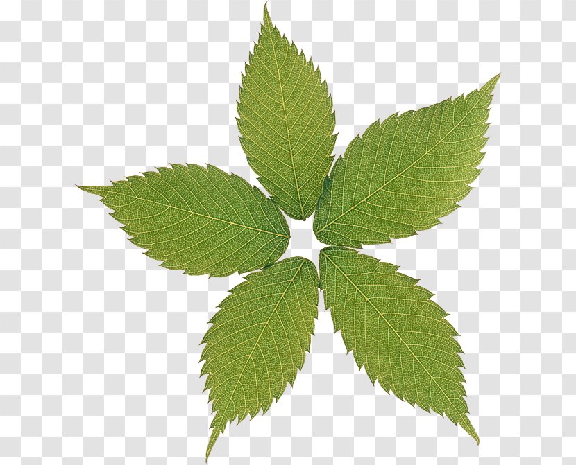 Tree Plant Leaf Elm Family Transparent PNG