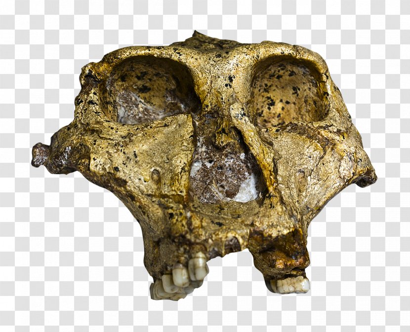 Paranthropus Robustus Swartkrans Skull Quaternary Extinction Event Homo Sapiens - Species Transparent PNG