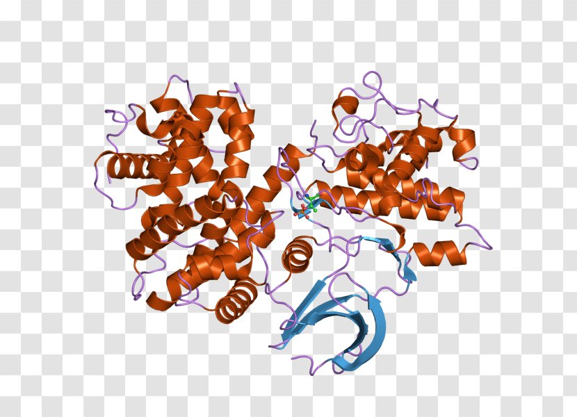 Cyclin B1 Cyclin-dependent Kinase 2 - Interphase Transparent PNG