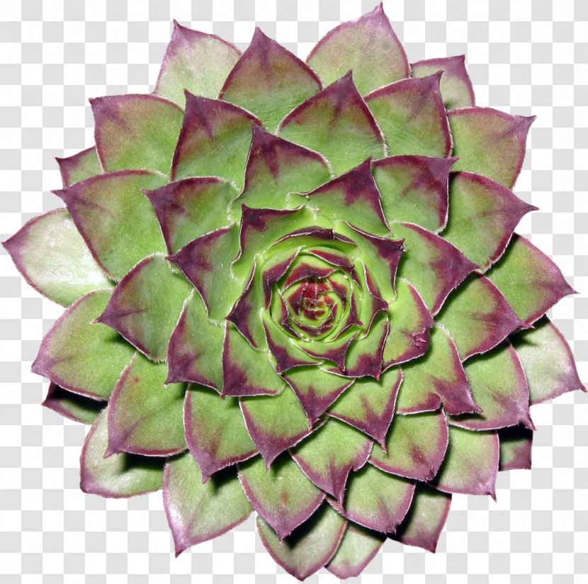 Cactaceae Flower Clip Art - Astrophytum - Cactus Transparent PNG