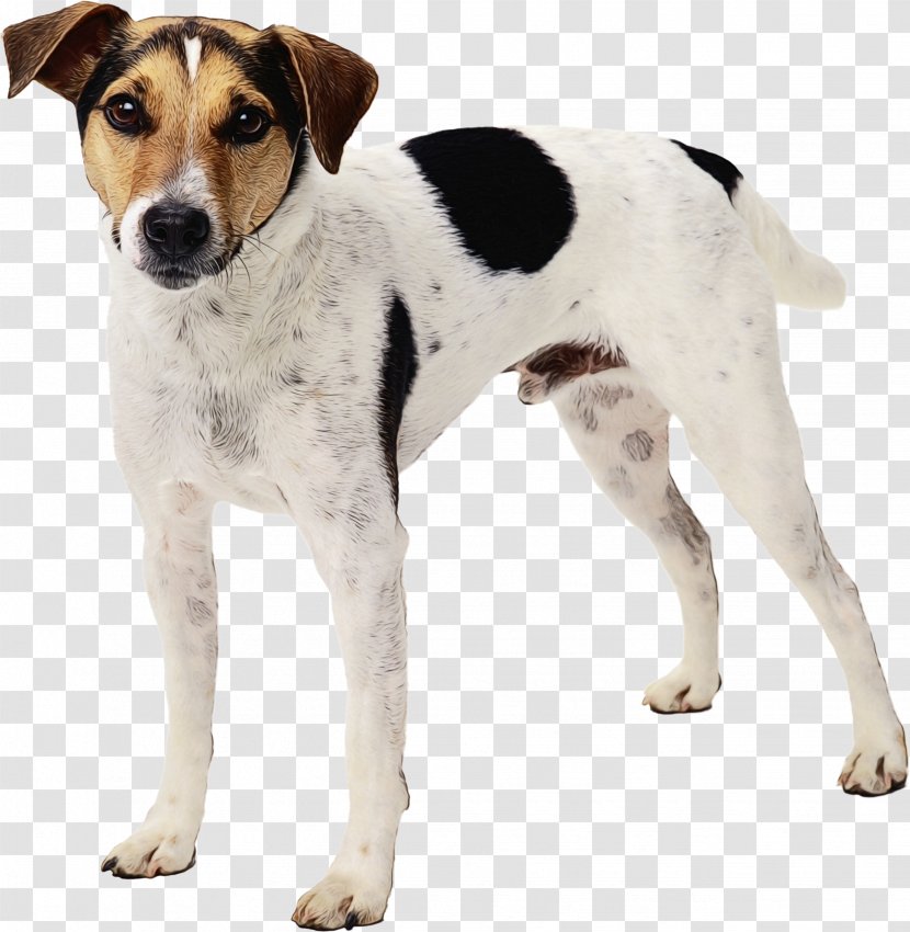 Dog And Cat - Pet - Chilean Fox Terrier Tenterfield Transparent PNG