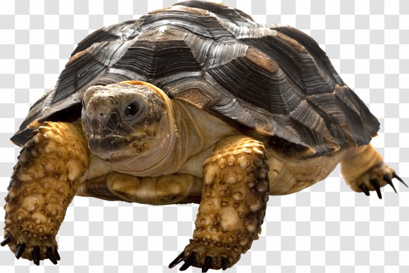 Sea Turtle Animal - Emydidae Transparent PNG