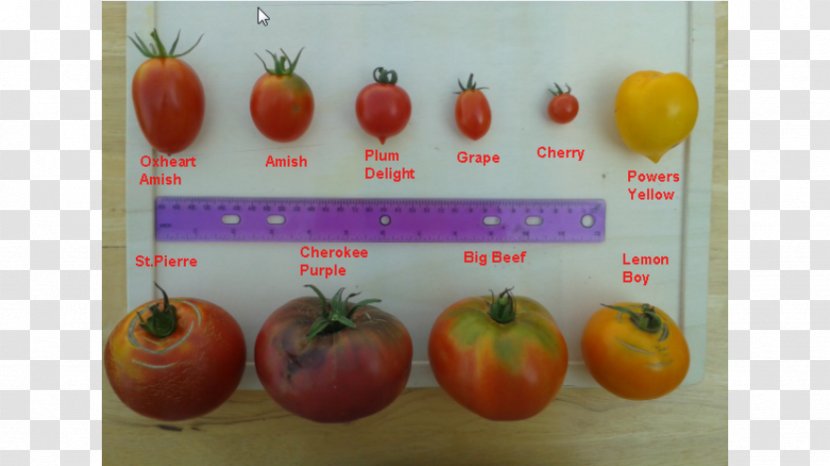 Heirloom Tomato Food Beefsteak Plant - Variety - Cherry Transparent PNG