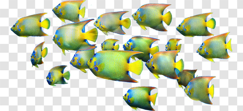 Coral Reef Fish Academy Of Family Physicians India Transparent PNG