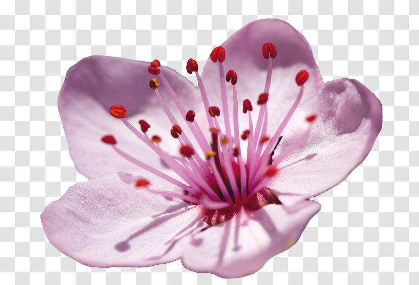 Cherry Blossom - Pink - Geranium Wildflower Transparent PNG