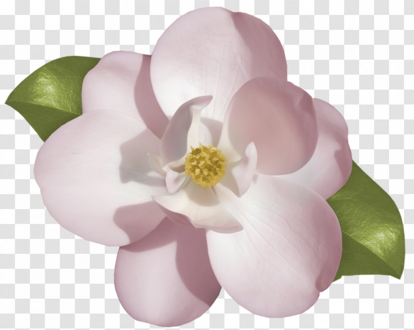 Cape Jasmine Flower Drawing Clip Art - Blossom - Birthday Elements Transparent PNG