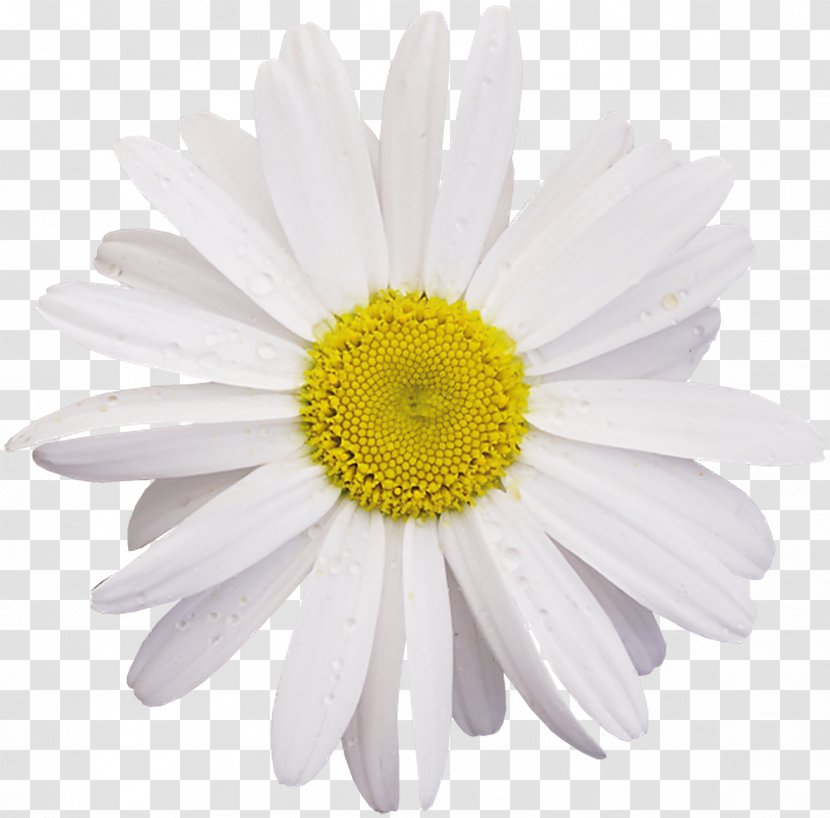 Bor Usolye-Sibirskoye German Chamomile Clip Art - Chrysanths - Camomile Transparent PNG