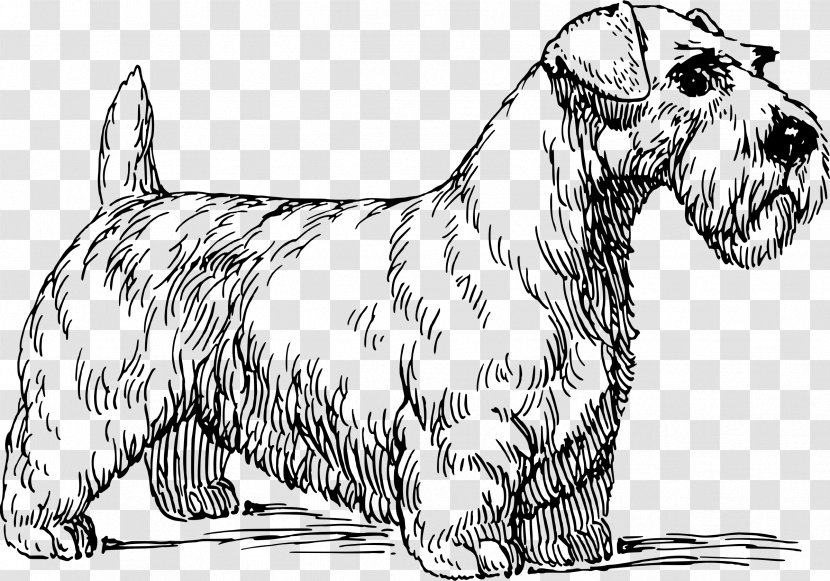 Sealyham Terrier Cairn Irish Cesky - Snout Transparent PNG