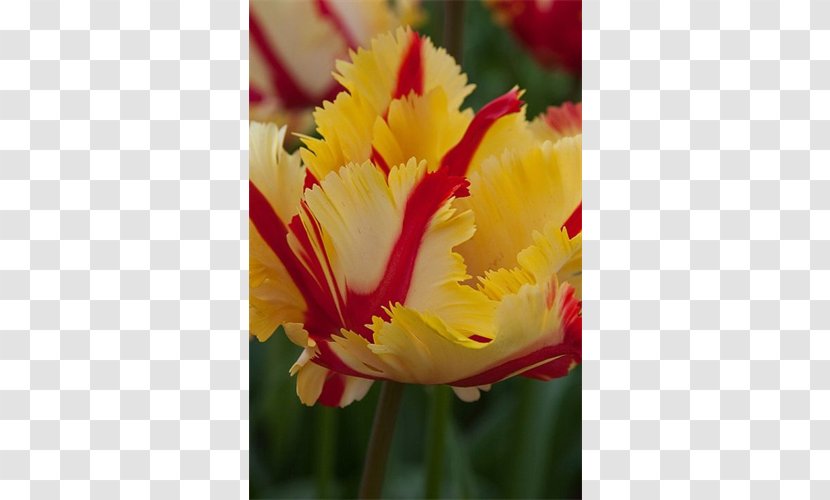 Tulip Petal Close-up - Lily Family - Peruvian Transparent PNG
