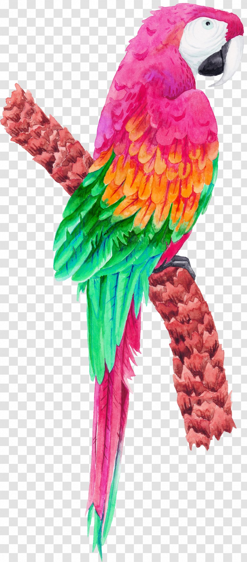 Bird Parrot - Feather - Tropical Birds Transparent PNG