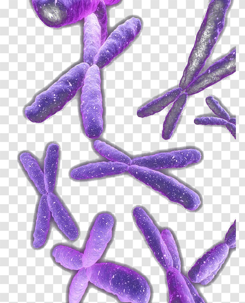 Violet Organism - Messy Purple Chromosome Transparent PNG