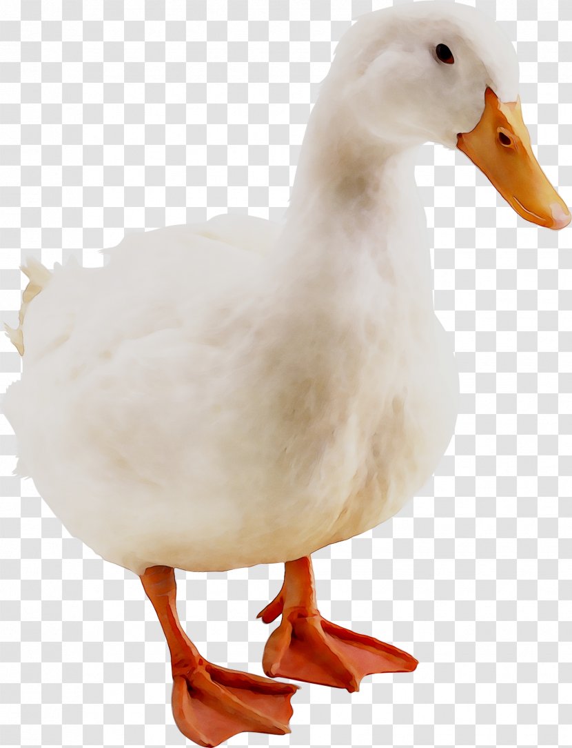 Duck Avian Influenza Goose Animal - American Black - Eating Transparent PNG