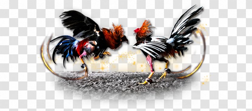 Gamecock Chicken Cockfight Gambling - Frame - ClipArt Transparent PNG