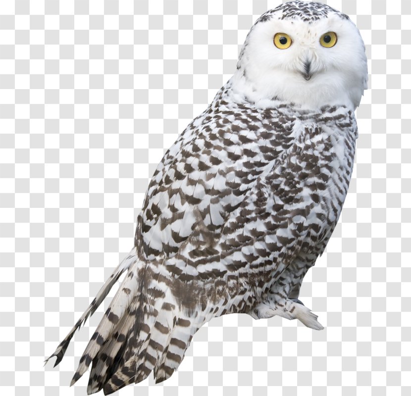 Snowy Owl Bird Great Grey Barred - Facial Disc - Chops Transparent PNG