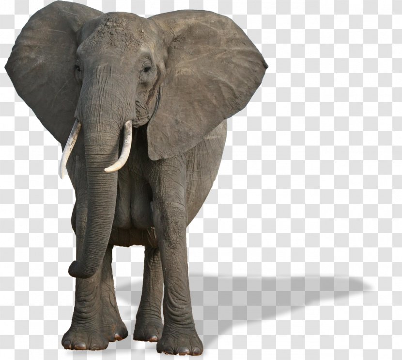 African Bush Elephant World Day Forest Mammal Species Of The - Elefant Transparent PNG