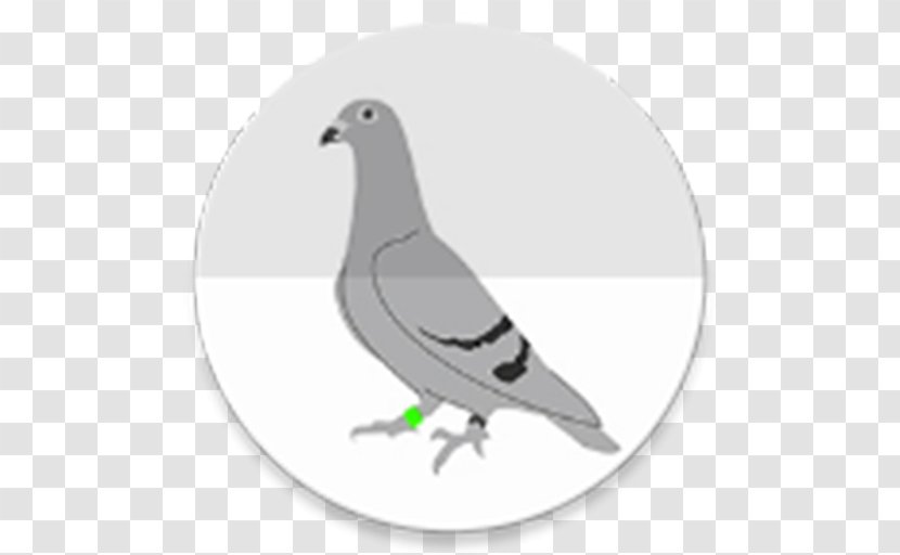 Pigeons And Doves Homing Pigeon Keeping Squab Rock Dove - Feather Transparent PNG